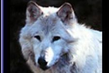 Mitchell's Canoe, Kayak & Snowshoe's, Sales & Rentals