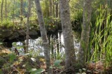Bluff Hollow Dog-Friendly B&B